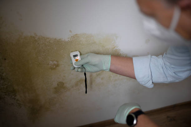 Best Commercial Mold Remediation in Lafayette, CO