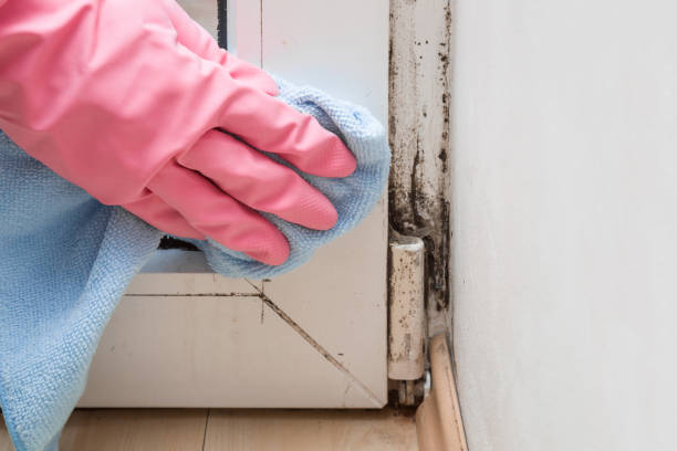 Best Basement Mold Remediation in Lafayette, CO